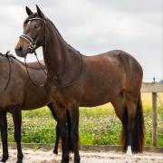 Leuke 4 jarige New forest merrie 