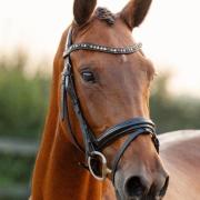 4 jarige Lord Europe x United (elite moeder) merrie