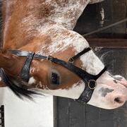 Zgan Sidepull hoofdstel van MD Equestrians
