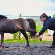 Revalidatie therapie voor paarden