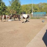 Plekje vrij paddock met topfaciliteiten