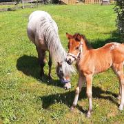 Lief appaloosa merrieveulen 