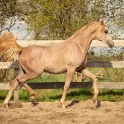 Lieve, grote jaarling Arabier