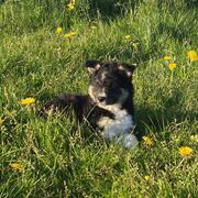 Border collie pups