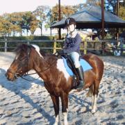 Warmbloed paard gezocht