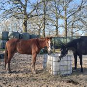 Lieve bijna 4 jarige vosruin zoekt een fijn nieuw thuis!