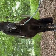 Zeer knappe shetlander ruin 