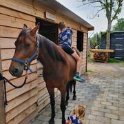Stalling gezocht omgeving Boekel/ Gemert