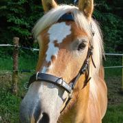 Haflinger merrie Reve 5 jaar 