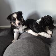 Border collie pups