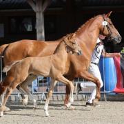 1e premie Kampioen Hengstveulen allrounder paard