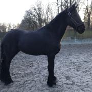 super leuke Friese merrie