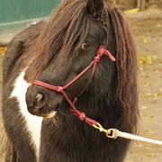 Sky - A pony ruin