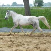 Knappe, pittige B pony met veel potentie!