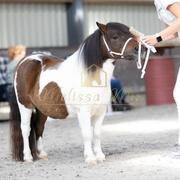 Lieve 2,5 jarige Shetlander merrie 