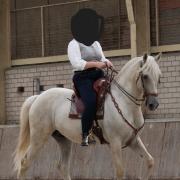 Lusitano ruin (11 jaar, 1.60m) zoekt ervaren bijrijder