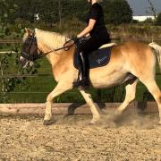 Super lieve Haflinger