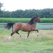 Goldwin's Hoeve's Zammy