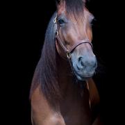 Lieve 8 jarige merrie aangeboden