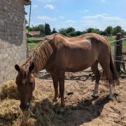 Gezocht: paddock paradise/wei met schuilstal (Noord-Brabant)