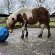Grote maat bonte shetlander met stamboom