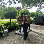 Mobiele paardenweegschaal/ paardenwegen en meten