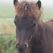 Karaktervol shetlander merrie veulen 