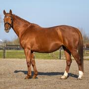 Drachtige spring fokmerrie