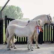 Zeer lieve enthousiaste fjorden merrie 