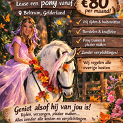 Super leuke lease pony's beschikbaar 