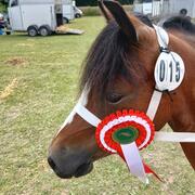 Knappe welsh a merrie