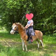 Veelzijdige a pony