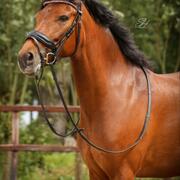 new forest stermerrie 