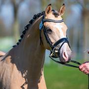 Bruikleen: Talentvolle D pony zoekt ambitieuze amazone 