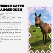 Weidemaatje/fokmerrie 