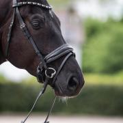 Donqui hoofdstel Carrera