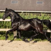 Drachtige Friese stermerrie