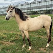 Gave New forest jaarling hengst 