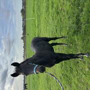 Toekomstige New forest sport pony 