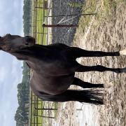 Serieuze verzorgster gezocht voor meerdere paarden en pony’s
