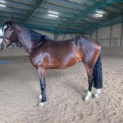 Springpaard 5 jaar | 1,66 m | Geboren uit Eldorado v.d. Zesh