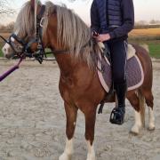 Lieve leergierige welsh-A pony 