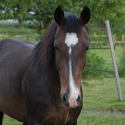 Adoptieplek gezocht voor 18 jarige lieverd