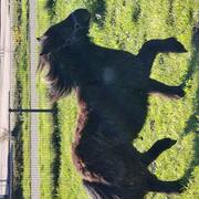 1 jarig shetlandpony hengstje 
