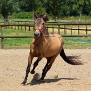 Lieve valk ruin, 8 jaar, D-pony