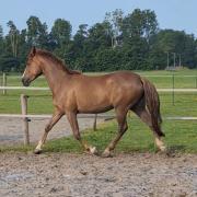 Leuke E-pony voor weidemaatje/recreatie