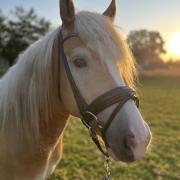 4 jarige haflinger