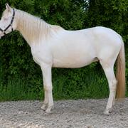 Toekomstige all rounder, nrps perlino ruin
