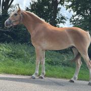 Brave Haflinger hengst 