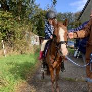 A Welsh pony aangeboden voor koop of lease